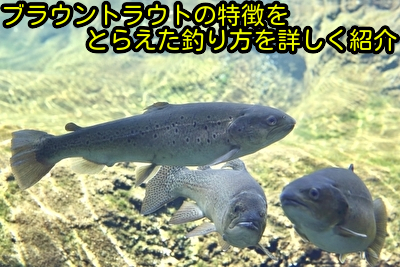 ブラウントラウトの特徴をとらえた釣り方を詳しく紹介